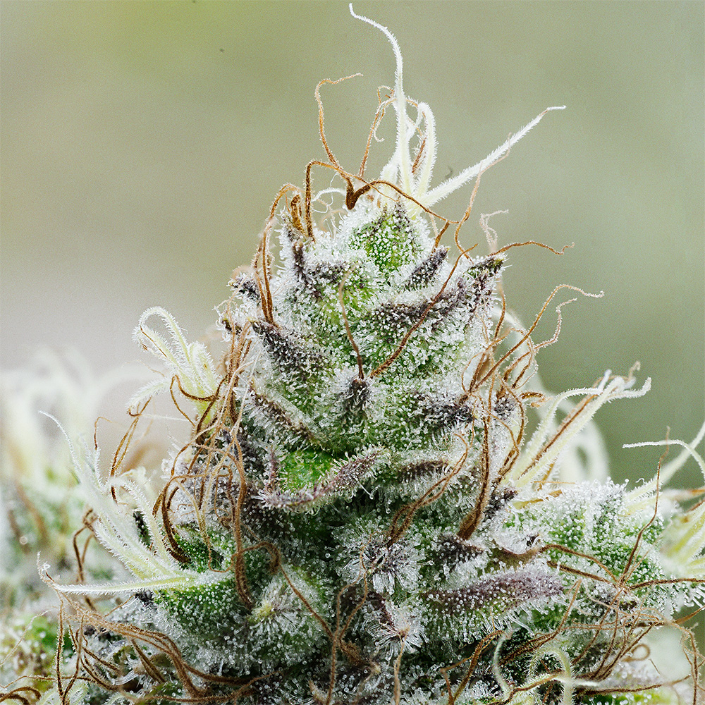 TASTE BUDS: White Widow. Infused Recipes and Meal Pairings.