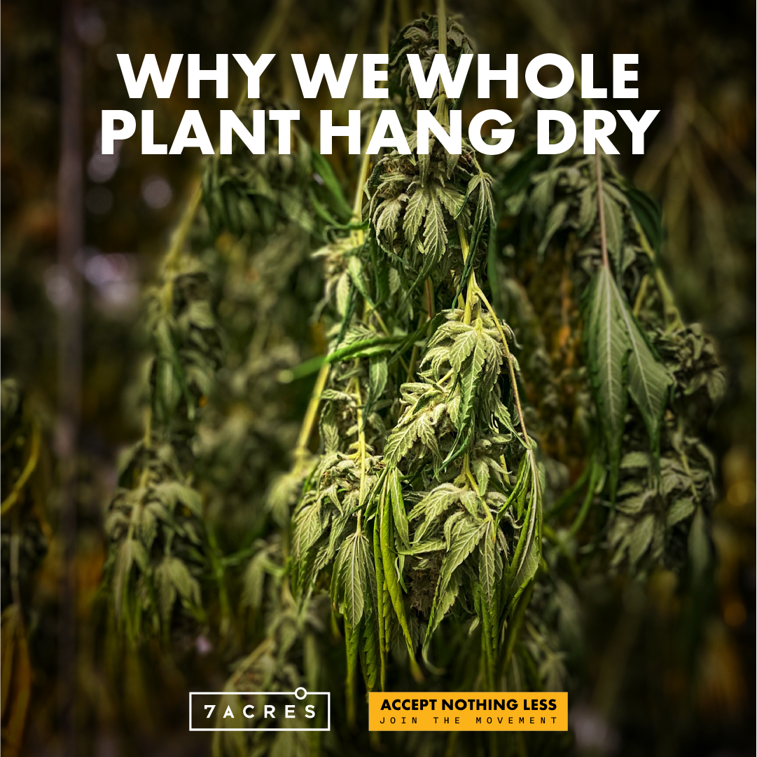 Why We Whole Plant Hang Dry