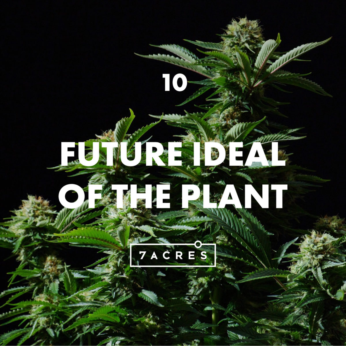 Épisode 10 : Futur idéal de la plante