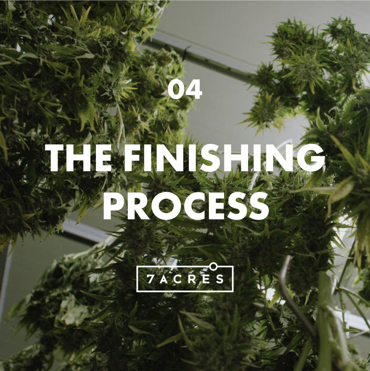 Episode 4: The Finishing Process