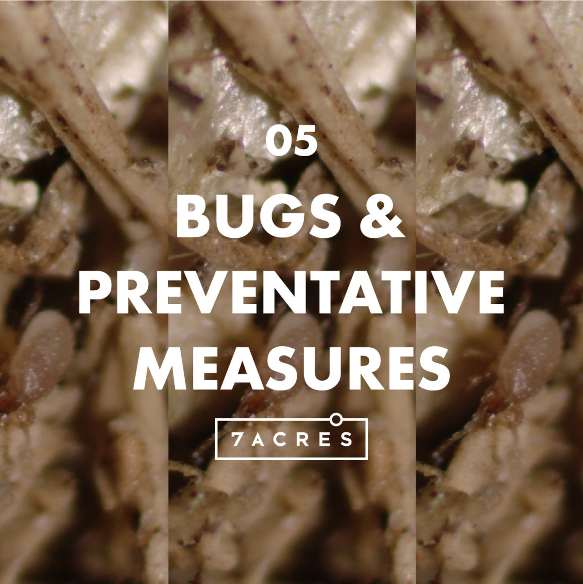 Episode 5: Bugs and Preventative Measures